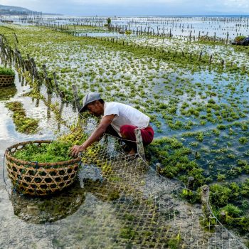 Seaweed-farming-scaled (1)