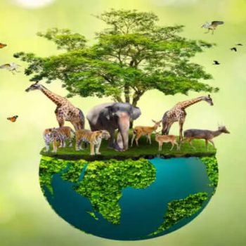 wildlife-conservation